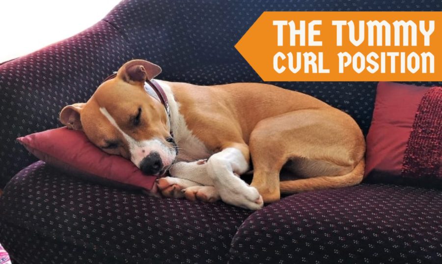 The Tummy Curl Position The Tummy Curl Position