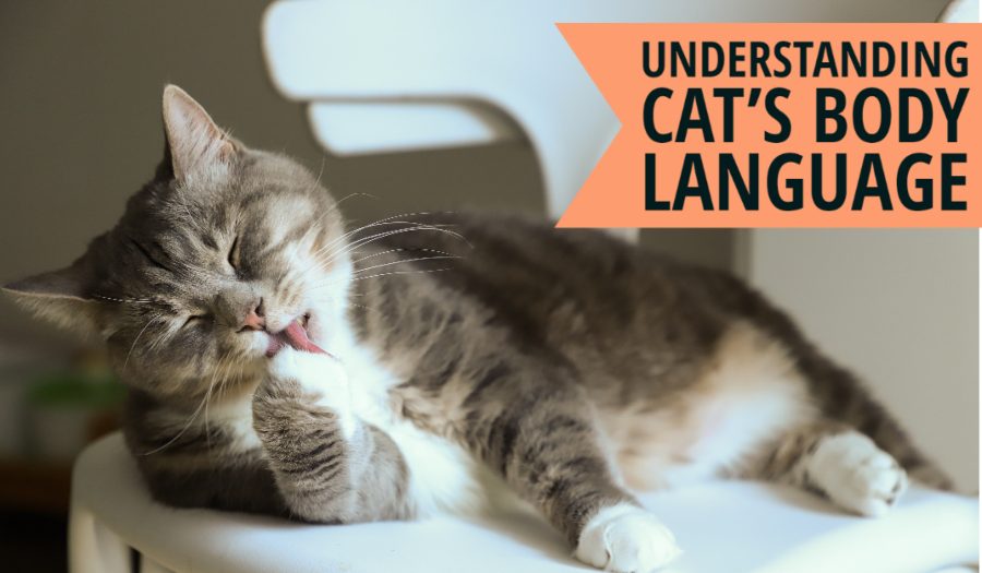 Understanding Cat’s Body Language