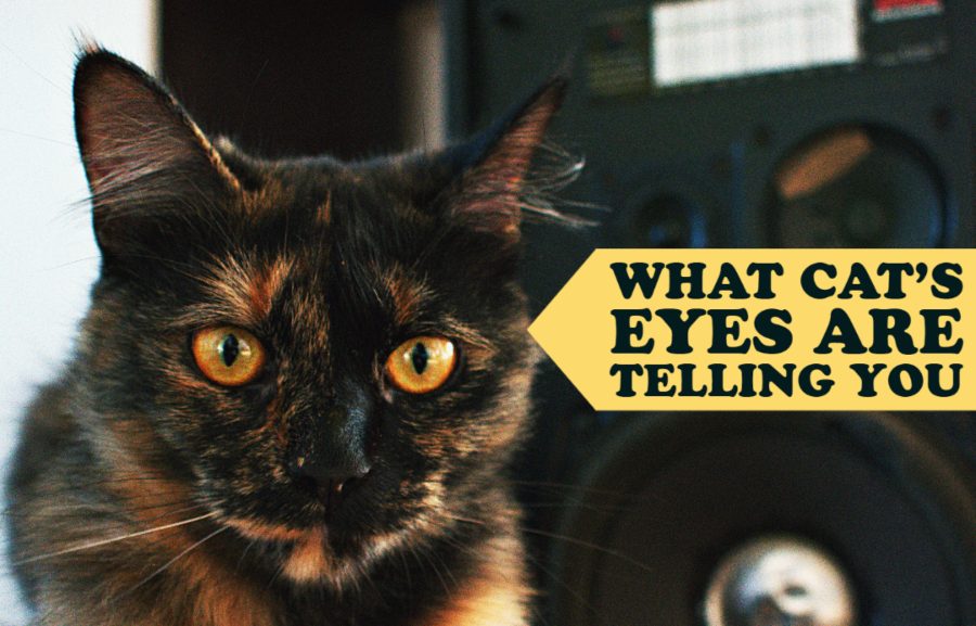 What Cat’s Eyes Are Telling You