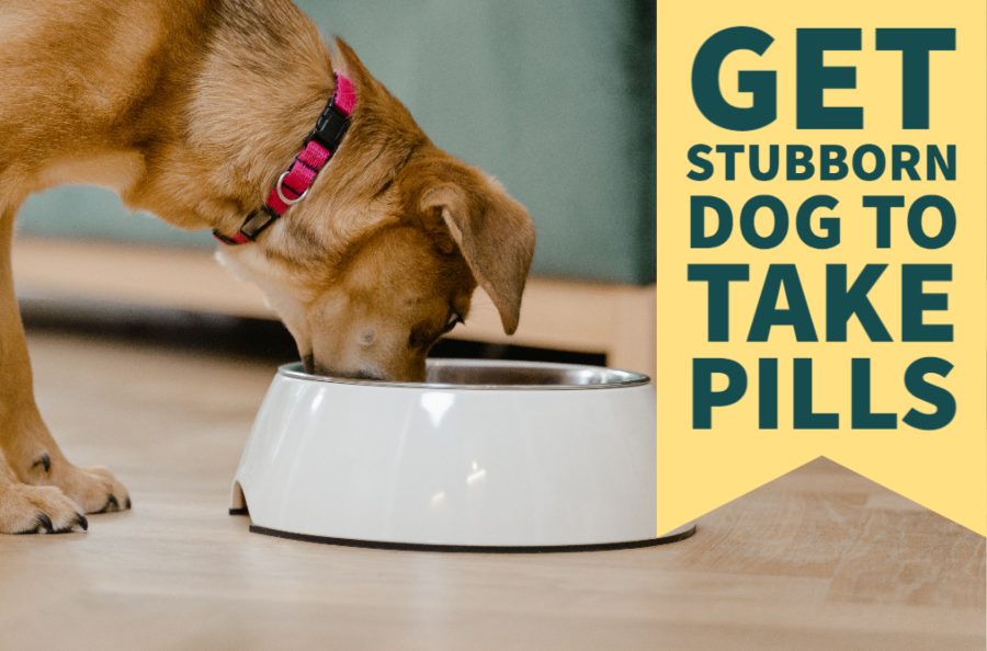 Get Stubborn Dog to Take Pills