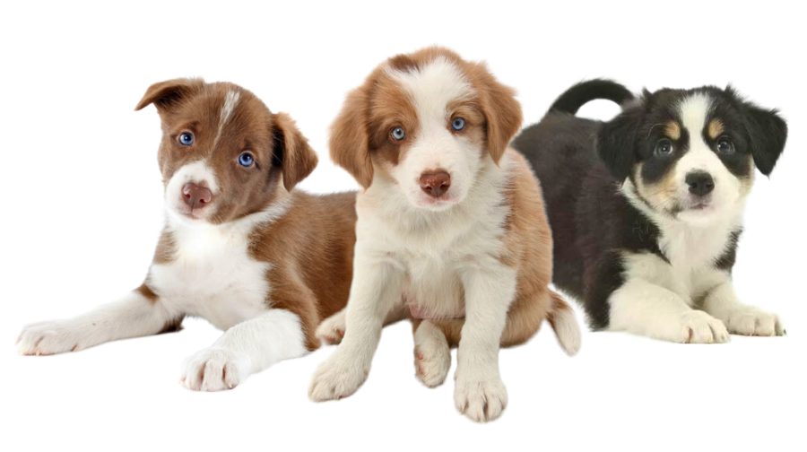 Border Collie Puppies