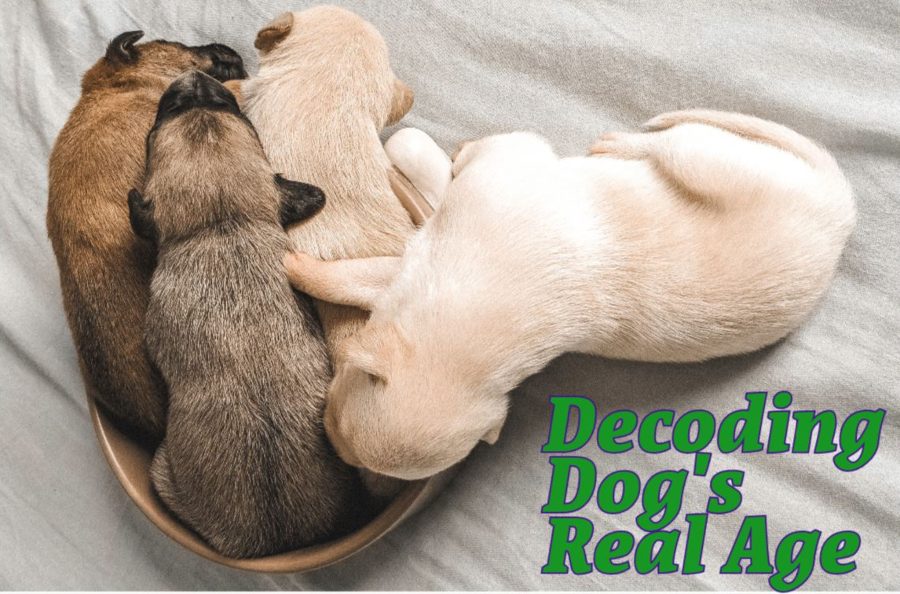 Decoding Dog's Real Age