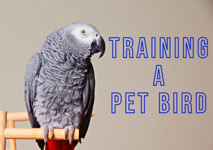 Training a Pet Bird