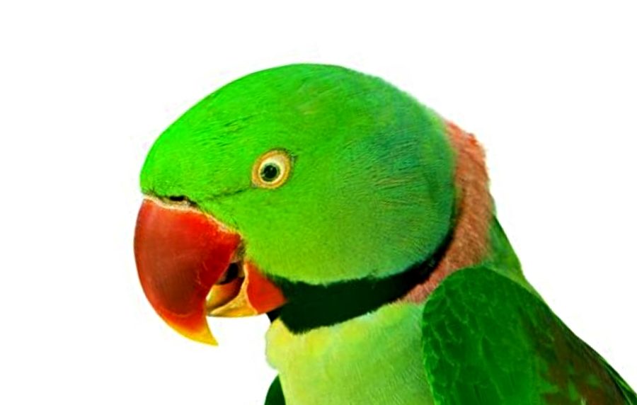 Alexandrine Parakeet Parrot
