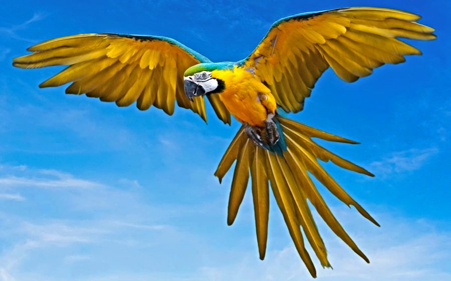 Blue-and-Yellow Macaw