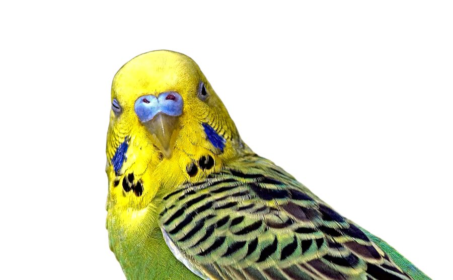 Budgerigar