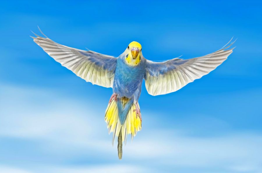 Budgie parakeet