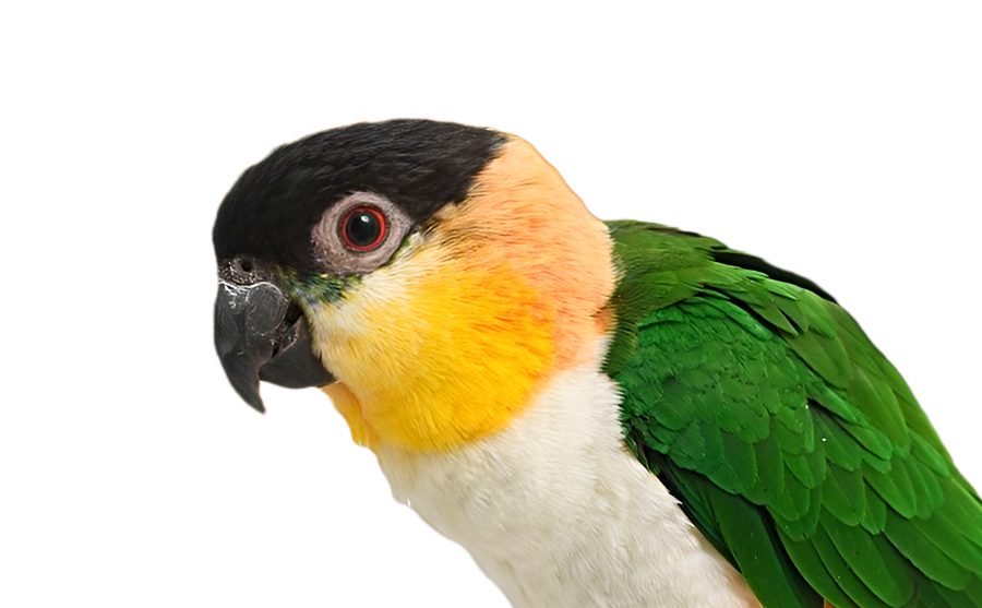 Caique Parrot