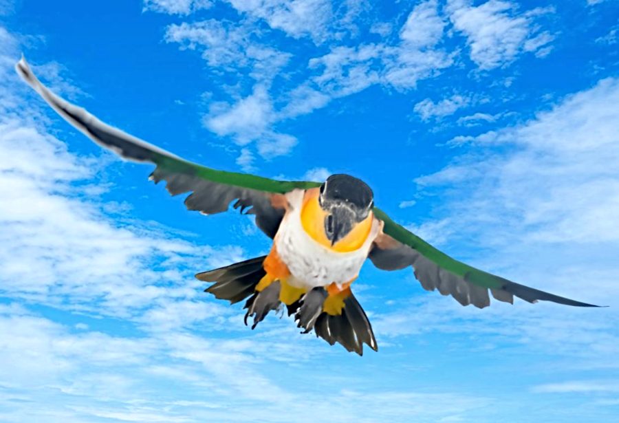 White-bellied Parrot