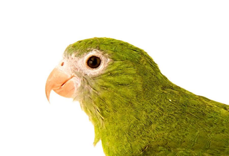Canary-Winged Parakeet