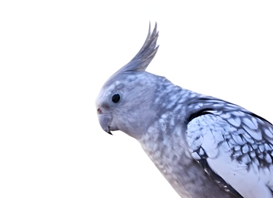 Cockatiel Bird