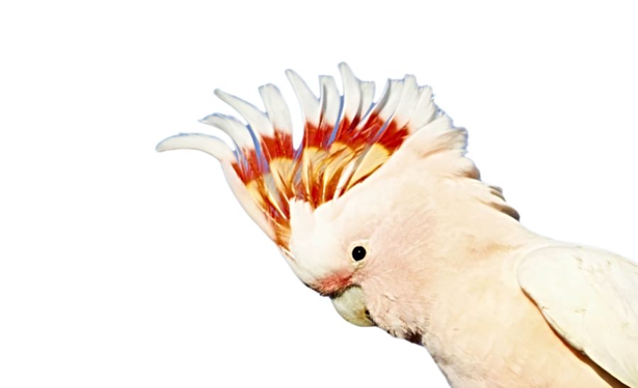 Cockatoo Bird