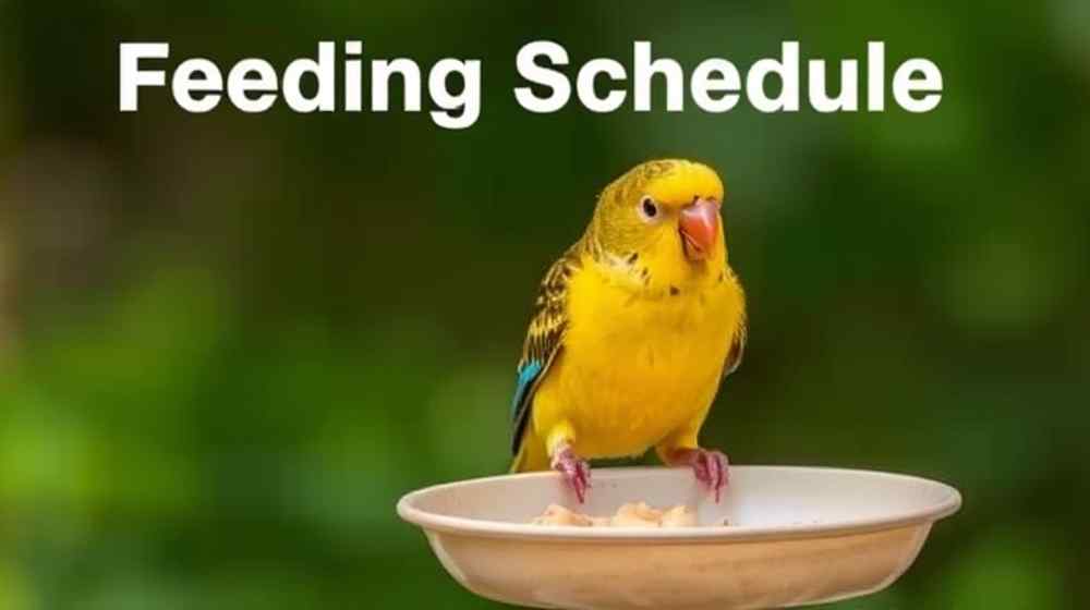Feeding Schedule and Portions for pet bird
