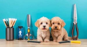 High-Quality Grooming Tools