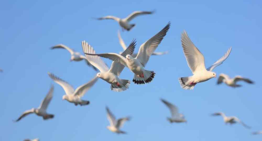 Doves Flying Doves Flying